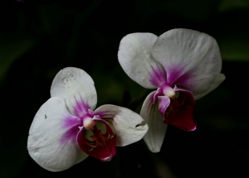 img_4236_СС.jpg