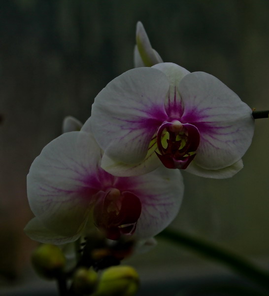 img_4292_СС.jpg