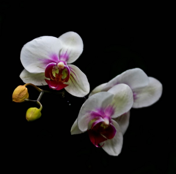 img_4237_СС.jpg