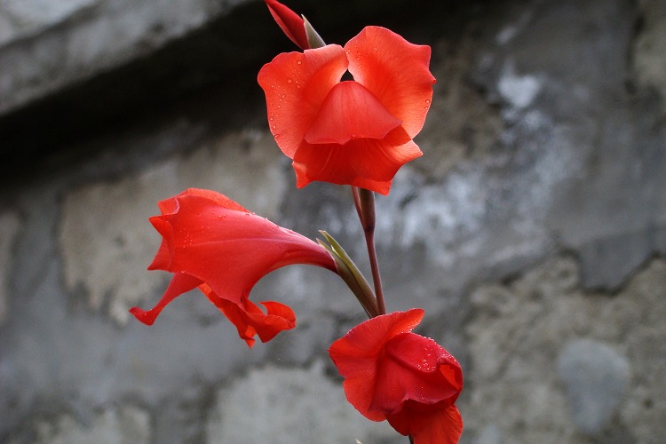 200910֥С2- һԱ.jpg