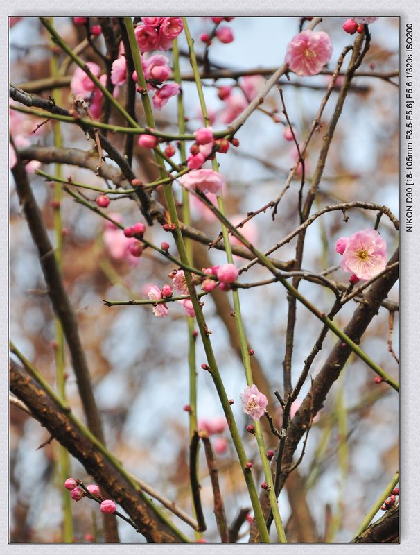 dsc_2219ss.jpg