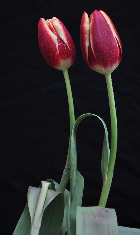 dsc_2312s.jpg