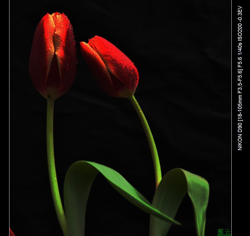 dsc_2317ss.jpg
