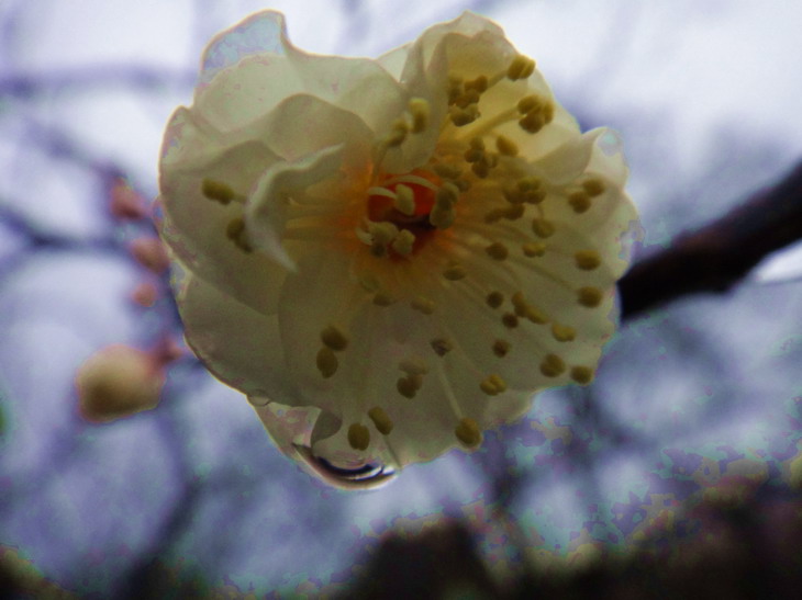dsc04099.jpg