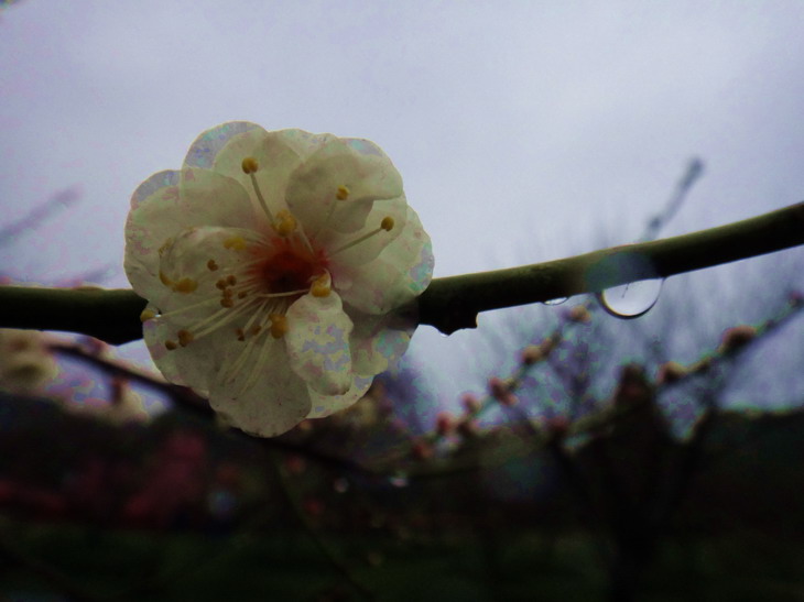 dsc04105.jpg