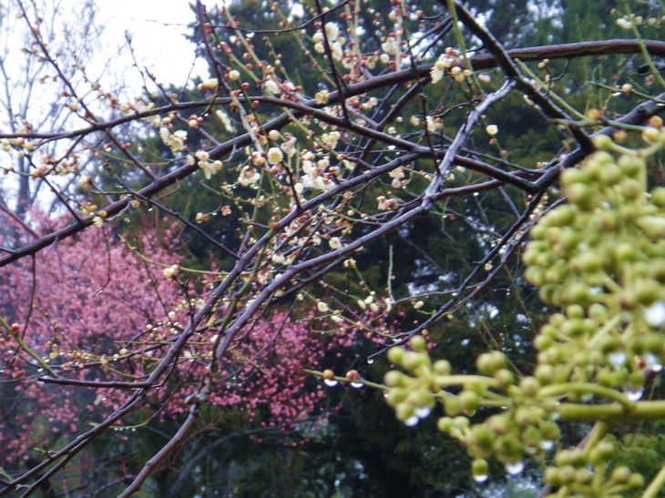 dsc04098.jpg