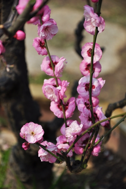 dsc_0040q.jpg
