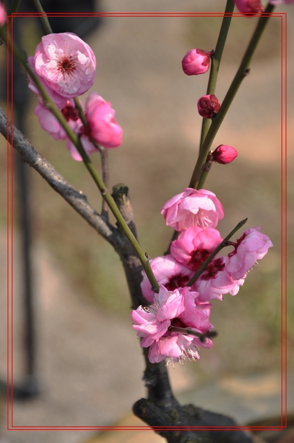 dsc_0038q.jpg