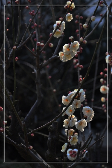 dsc_0020z.jpg