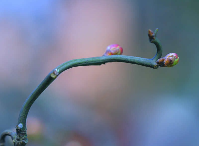 _dsc0405.jpg