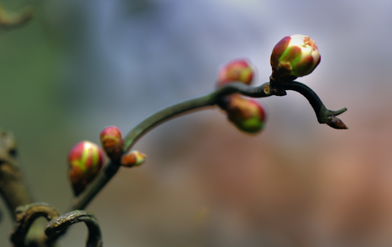 _dsc0390.jpg