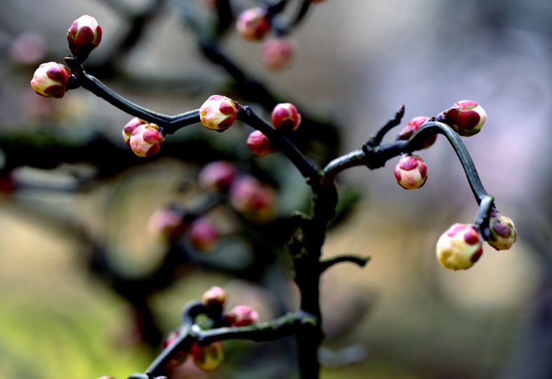 _dsc0378.jpg