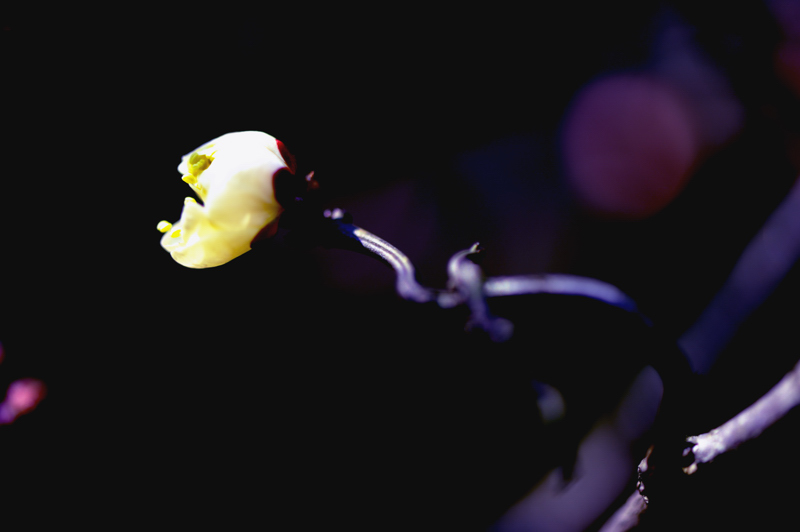 _dsc0365.jpg