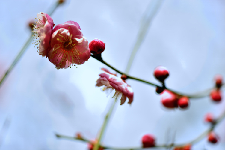 _dsc0350.jpg
