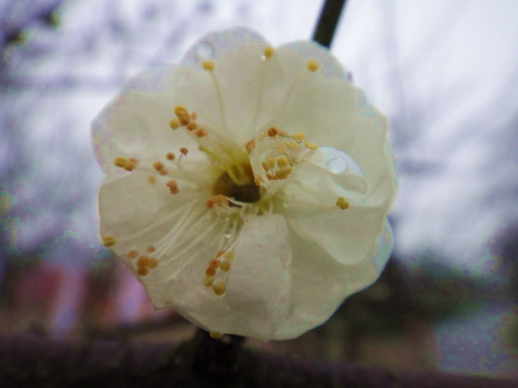 dsc04276.jpg