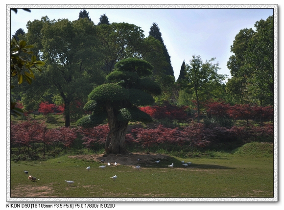 dsc_0037ss.jpg