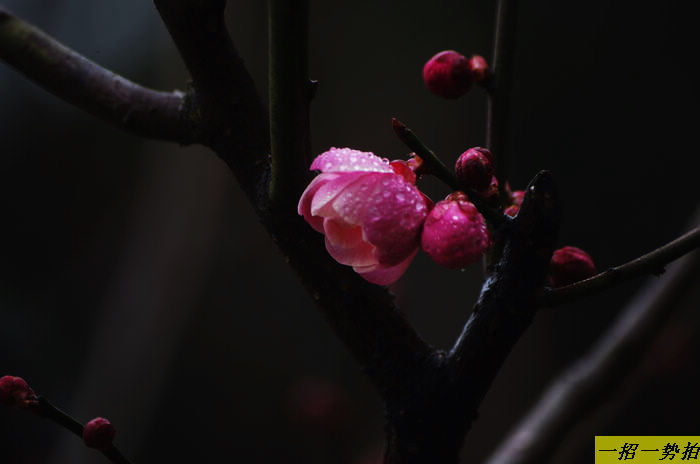 imgp6110.jpg
