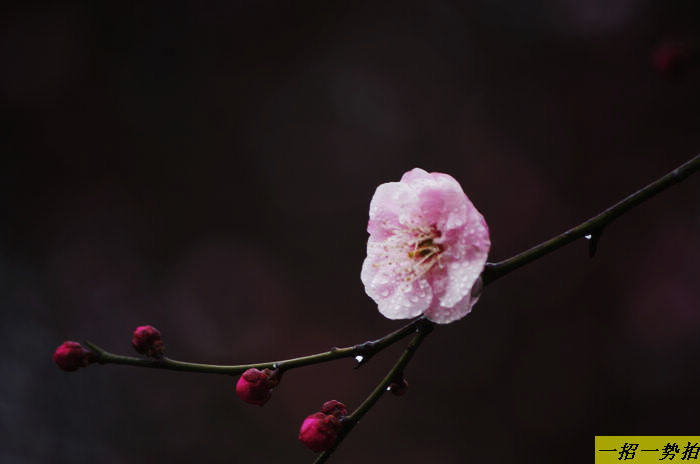 imgp6130.jpg