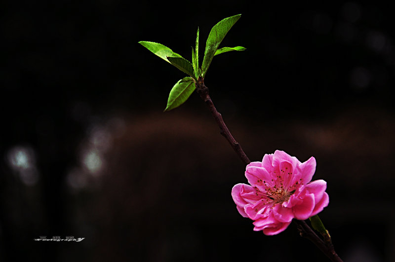 dsc_7513.jpg