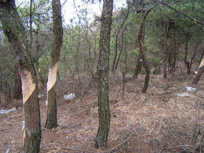 dscf6267.jpg