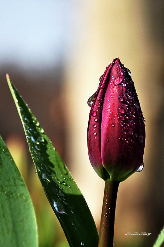 dsc_7655.jpg