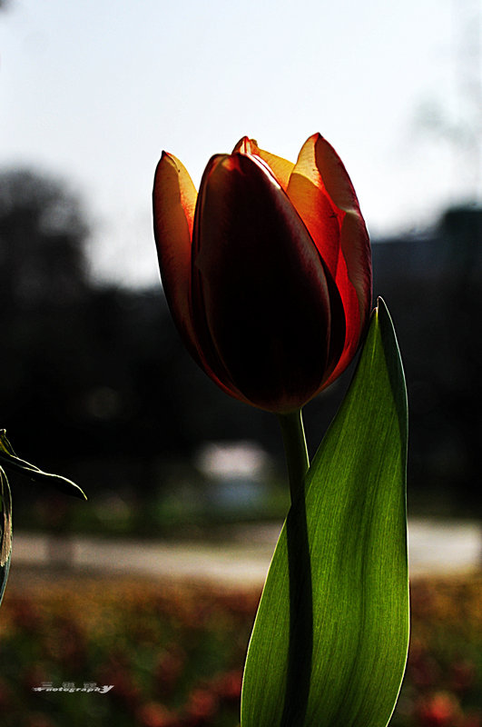 dsc_7707.jpg