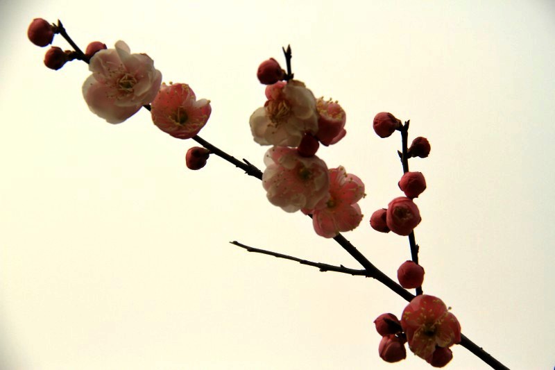 conew_conew_img_3804.jpg