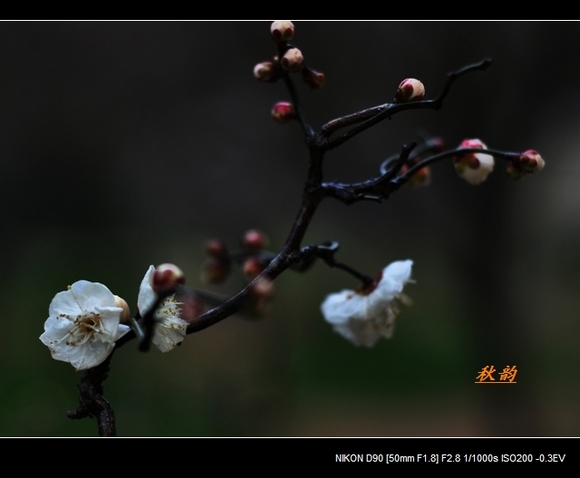 dsc_0102pp.jpg