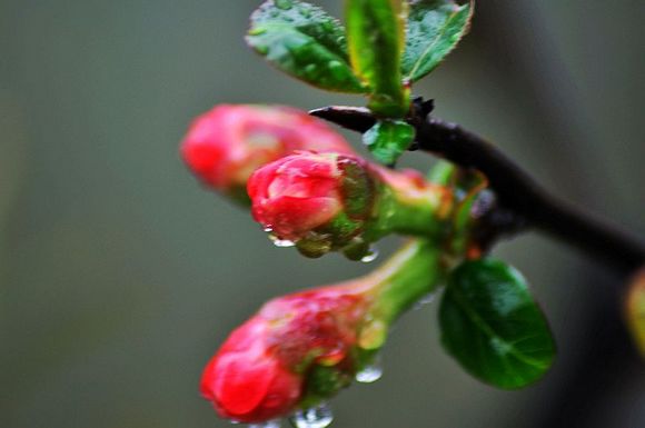 dsc_4333-6.jpg