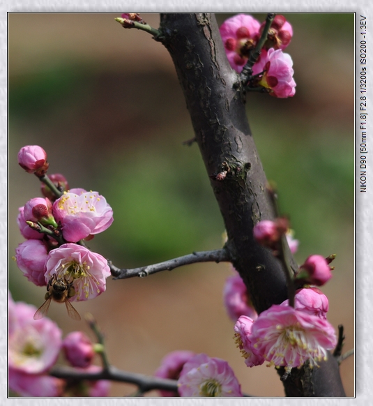 dsc_0236q.jpg