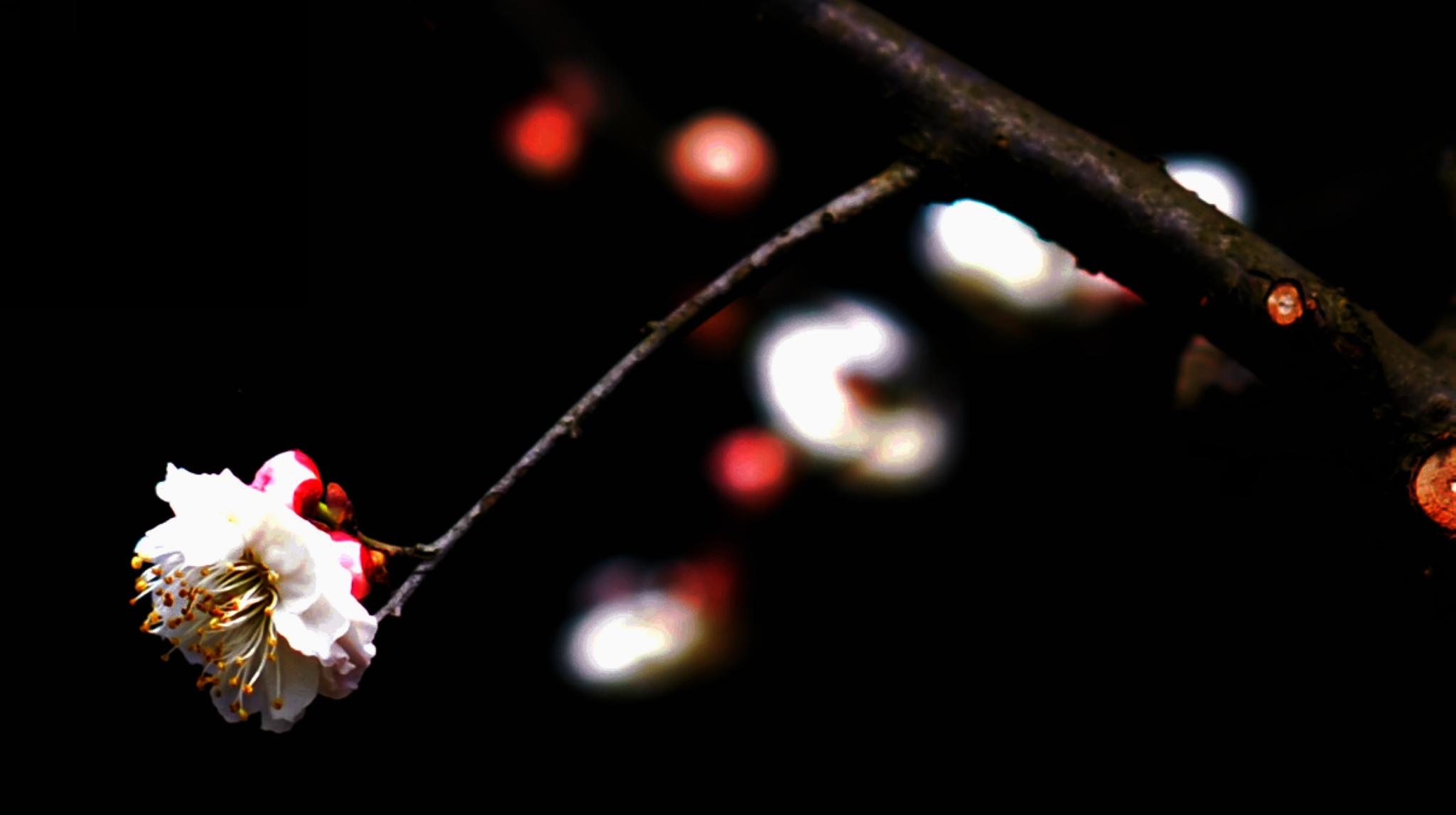 dsc_2052.jpg