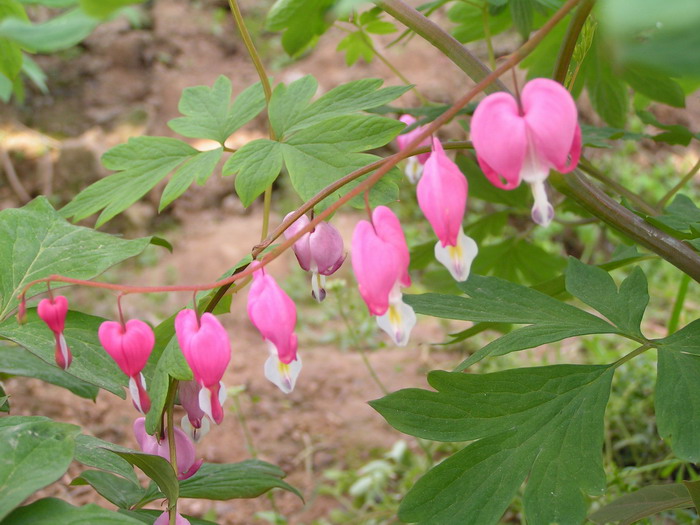 pict0080_С.jpg