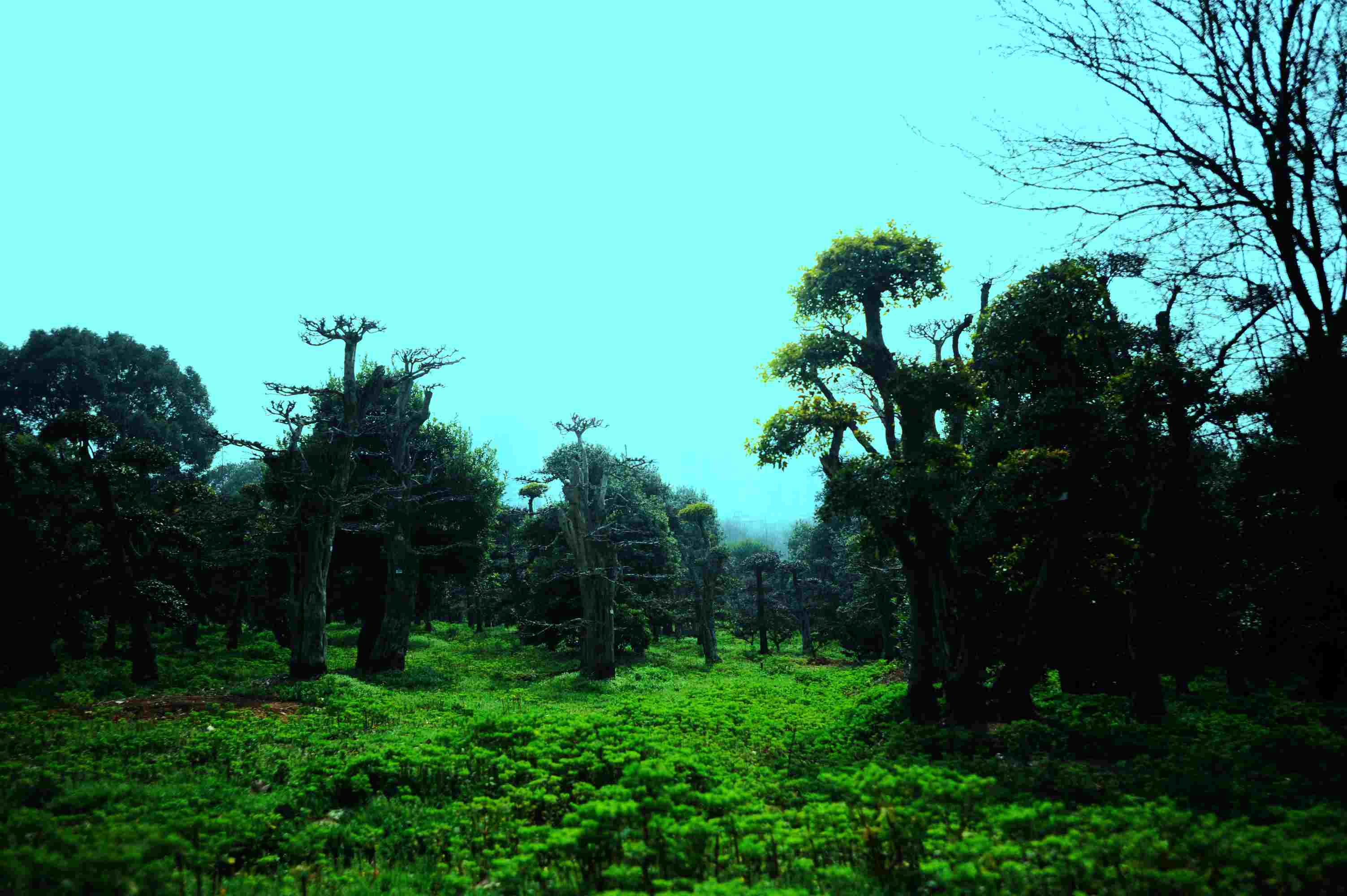 dsc_2204.jpg