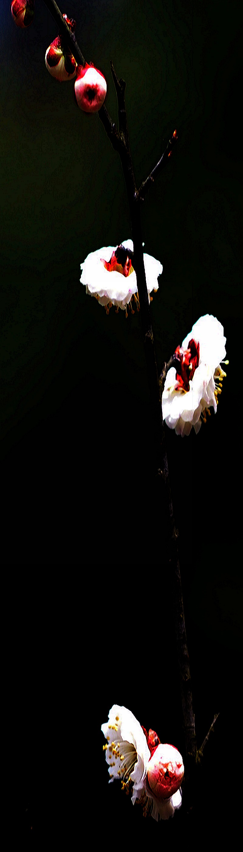 dsc_2051.jpg