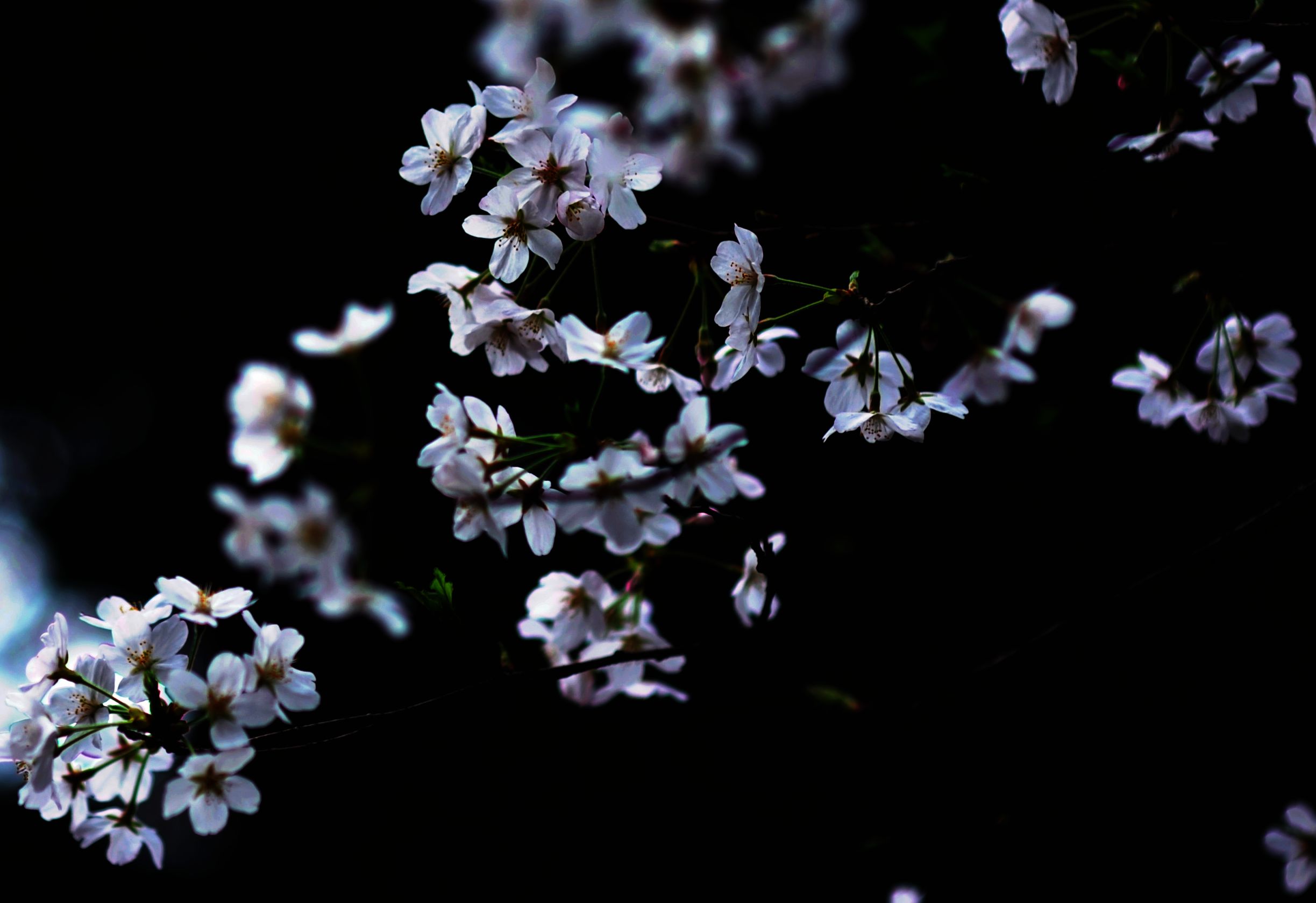 dsc_2824.jpg