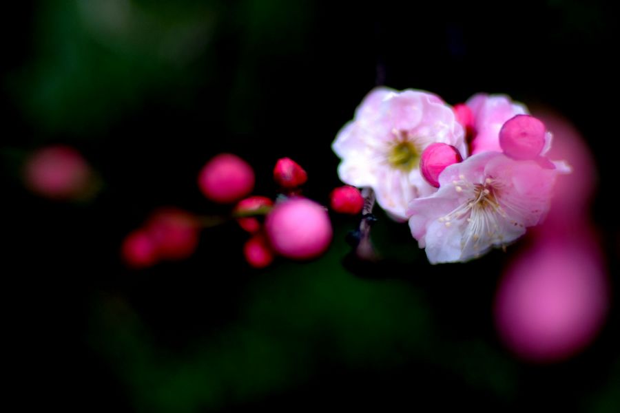 neo_img_dsc_8747.jpg