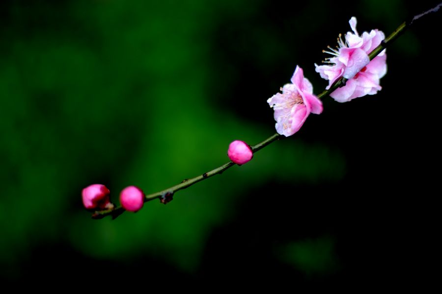 neo_img_dsc_8752.jpg