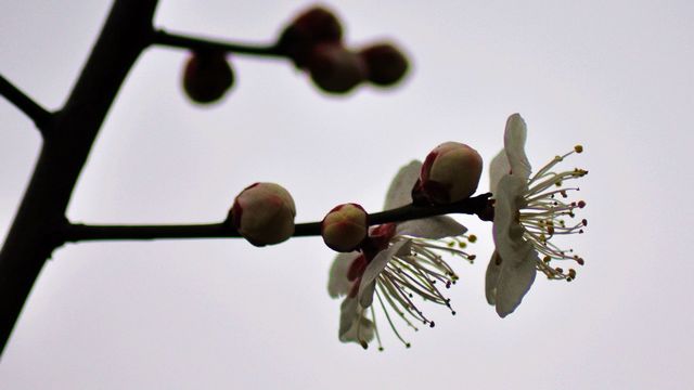 dsc_3935-4.jpg
