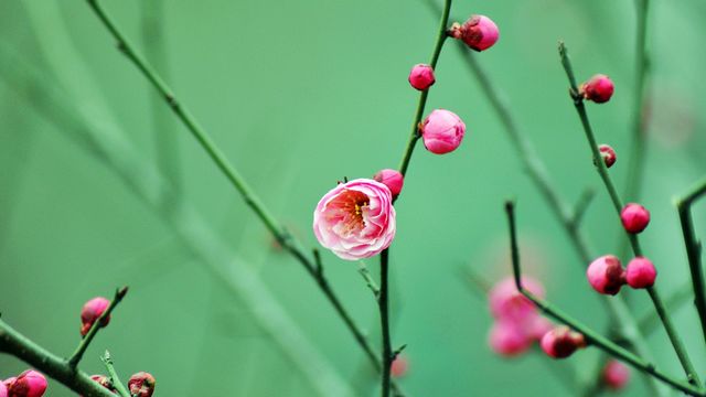 dsc_3960-12.jpg