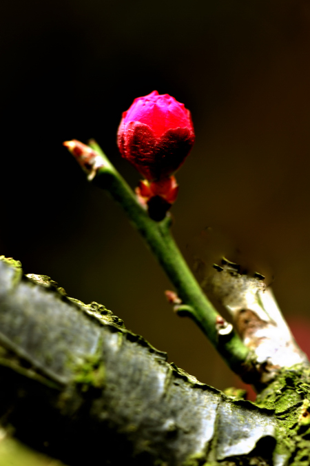 _dsc0523.jpg