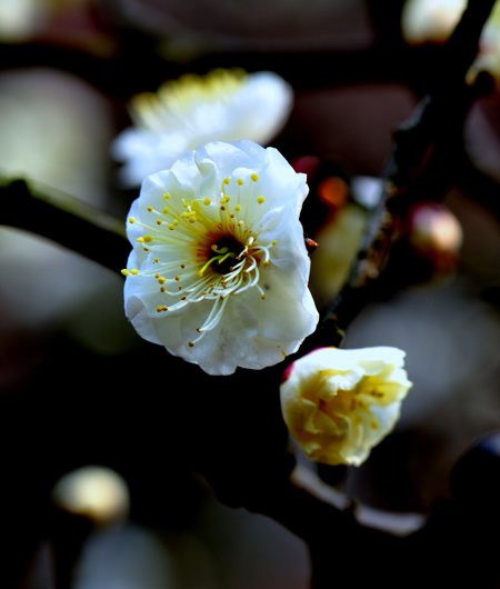 _dsc0550.jpg