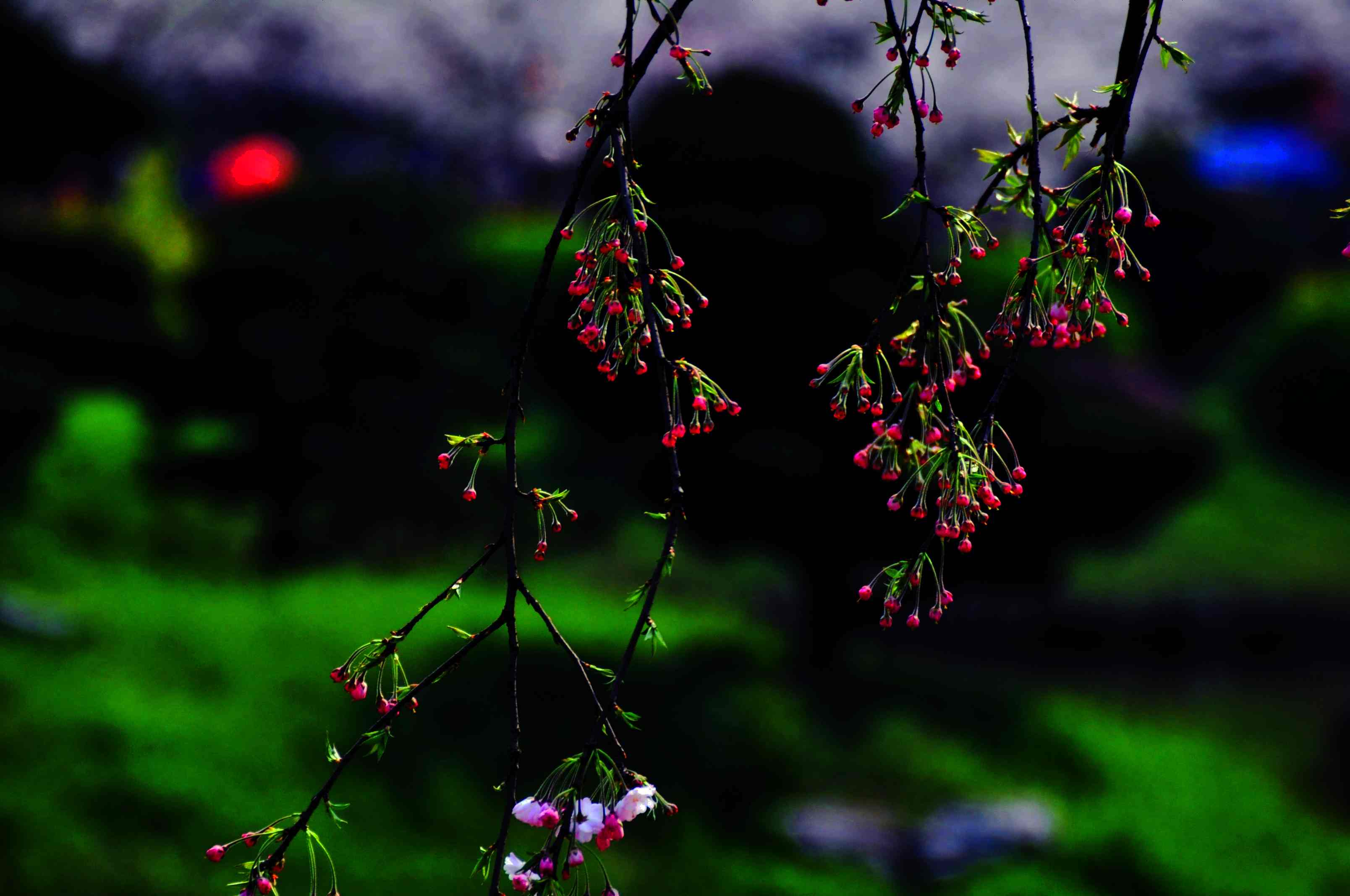 Ƭ 079.jpg