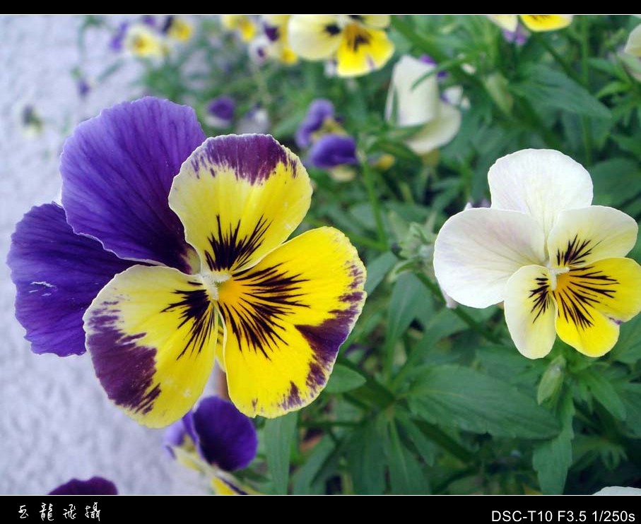 dsc07622_conew1.jpg