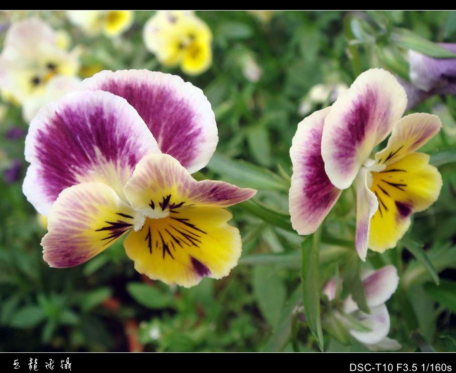 dsc07626_conew1.jpg