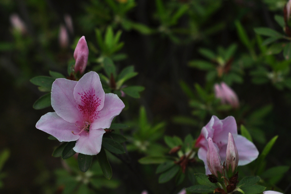 dsc_0264q.jpg