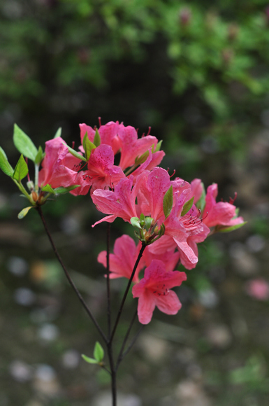 dsc_0272q.jpg