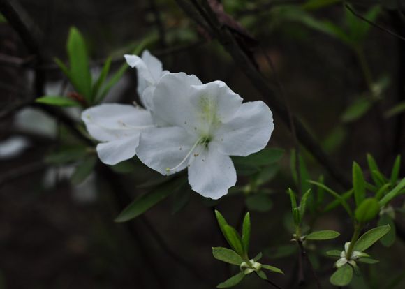 dsc_0254qq.jpg