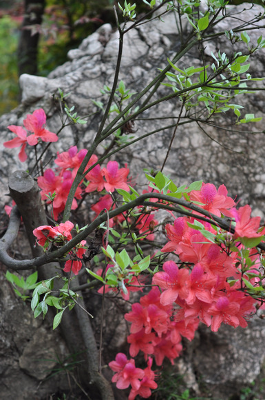 dsc_0248qqq.jpg