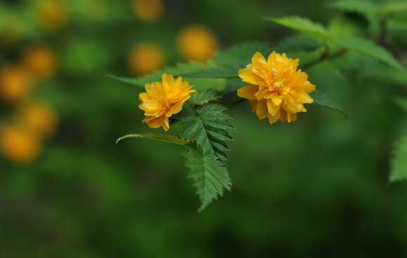dsc_0242q.jpg