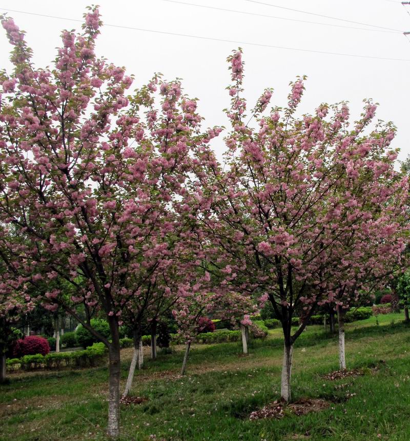 20120414Զ3.8 025.jpg